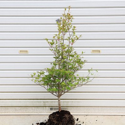 Amazon | 庭木：ドウダンツツジ（どうだんつつじ）H：50cm | 植木
